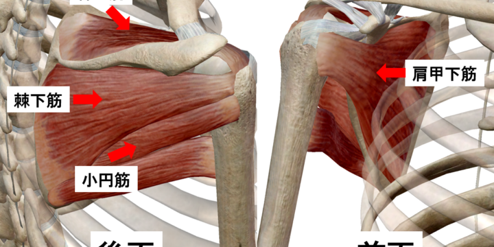 股関節の痛み改善！股関節をやわらかくするストレッチをご紹介します。