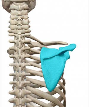 野球肩の痛みを治すための「肩甲骨の歪みチェック」と改善するストレッチ法