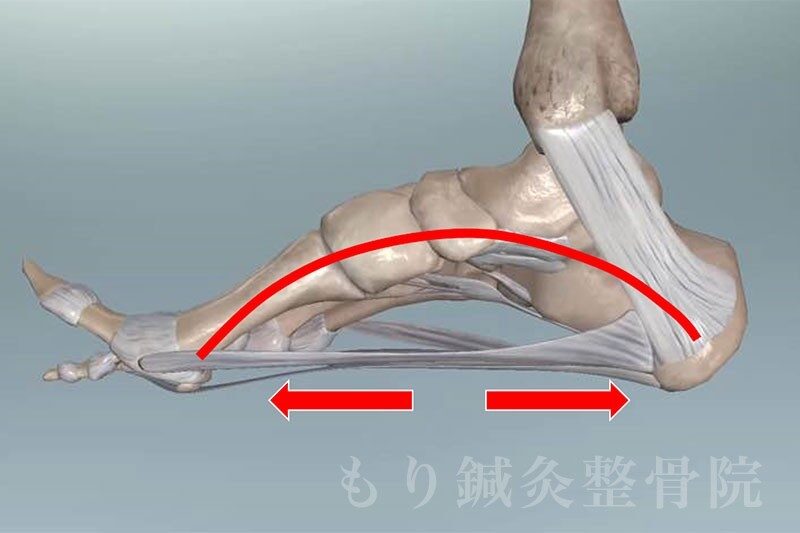 足の骨格模型に、足裏のアーチを線で示した図